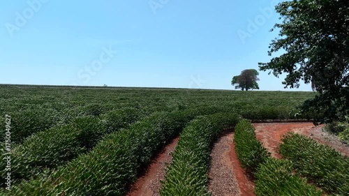 flight over flowering coffee plantation on a sunny day