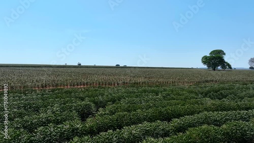 flight over flowering coffee plantation on a sunny day