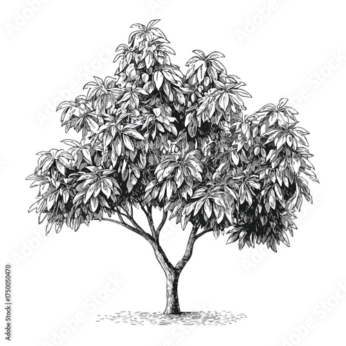 Minimalist Black & White Mango Tree Illustration