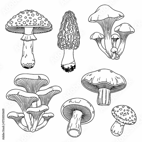 Detailed outline drawing of seven different kinds of mushrooms for educational use showcasing fungal diversity and identifying species