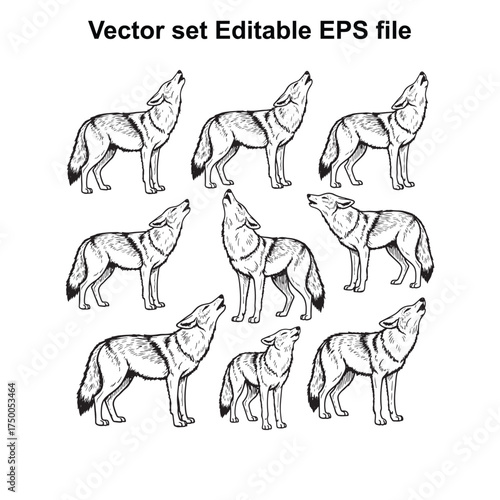 Vector art of set of wolf illustrations in various howling poses, showcasing their wild nature and anatomy