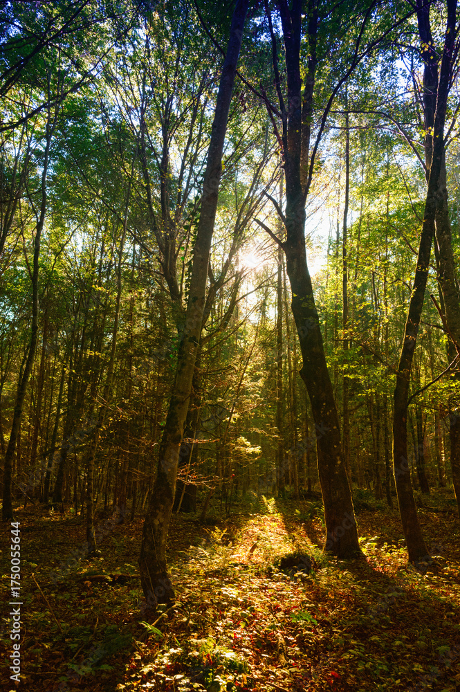Fototapeta premium Romantic atmosphere in the woods in the autumn