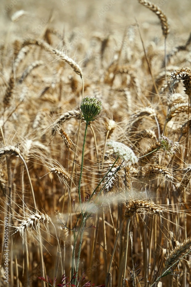 Fototapeta premium Fleur dans champ de blé Wildflower in wheat field