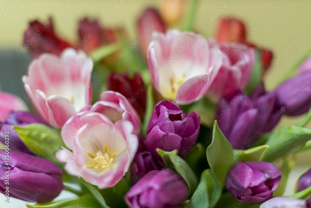 Obraz premium A close-up view of a vibrant bouquet featuring an assortment of pink and purple tulips with green leaves.