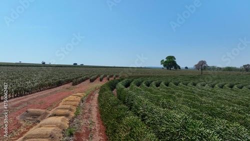 flight over flowering coffee plantation on a sunny day