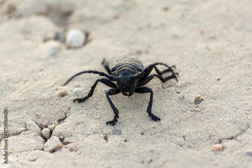 Black interesting beetle on a sandy road