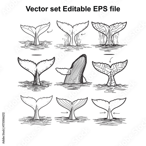Vector art of collection of whale tail illustrations in water