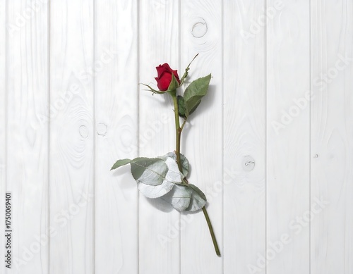Single Red Rose on White Wood Background.