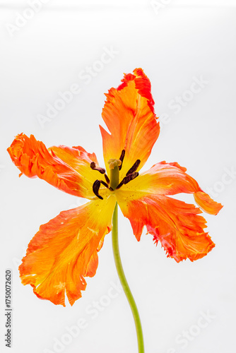 Cuadro en lienzo A stunning orange parrot tulip stands gracefully, highlighting its unique petals