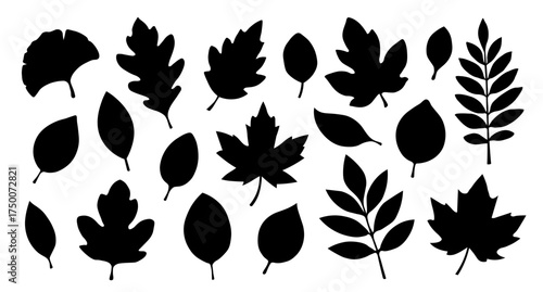 A set of silhouettes of autumn leaves of different shapes on a white background. A collection of autumn leaves from different trees. Seasonal elements for your design. Vector EPS 10.
