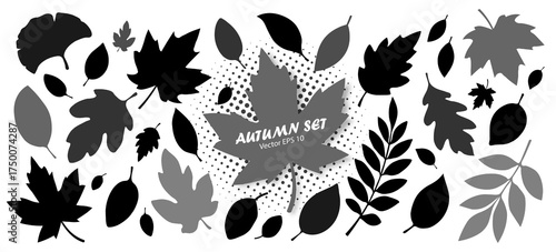 A large set of silhouettes of autumn leaves in black and gray of different shapes on a white background. A collection of autumn leaves from different trees. Seasonal elements for your design. Vector