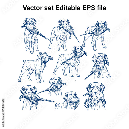 Vector art of vector set of dogs with game birds