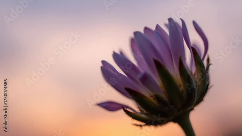 Purple Aster Bloom at Sunset - A Serene Floral Close-Up.
