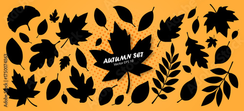 A large set of silhouettes of autumn leaves in black with different shapes and orange colors. A collection of autumn leaves from different trees. Seasonal elements for your design. Vector EPS 10.