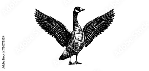 a stylized drawing of a goose with its wings spreadbeak, bird, black, crane, drawing, flap, goose, spread, stand, white, wing 