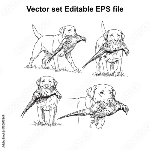 Vector art of set of hunting dogs, specifically retrievers, proudly carrying game birds such as pheasants, showcasing their skill and dedication in the field of hunting