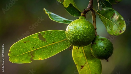 Fototapeta Naklejka Na Ścianę i Meble -  A close-up shot of green, round fruits clinging to a branch with vibrant green leaves, adorned with water droplets. Soft focus backdrop