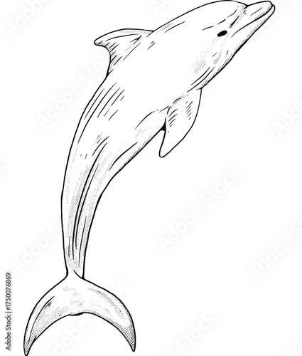 DOLPHINS