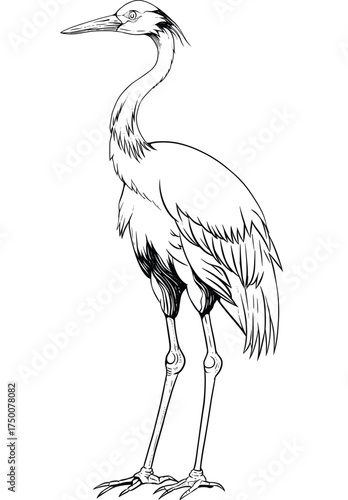 Crane