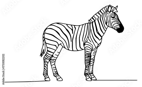 Standing Zebra Line Art – elegant savanna wildlife vector illustration