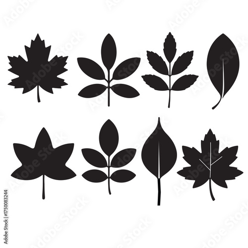 Collection of diverse autumn leaf silhouettes natural botanical shapes for design projects