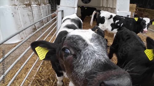 Curious Young Calves In Pen