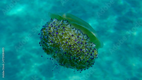 Fototapeta Naklejka Na Ścianę i Meble -  Mediterranean jelly (Cotylorhiza tuberculata) undersea, Aegean Sea, Greece, Halkidiki, Pirgos beach