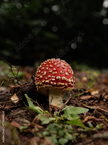 Bilde på lerret fly agaric mushroom