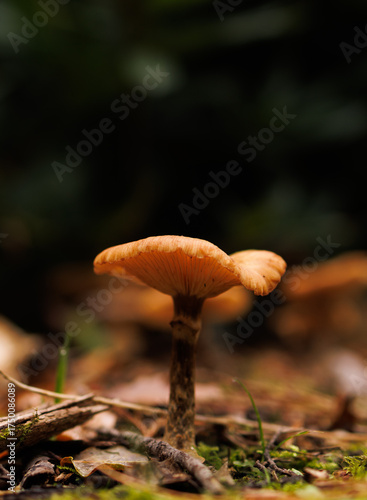 mushrooms in the forest