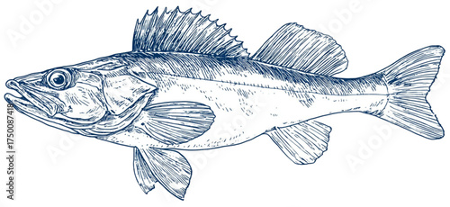 Hand drawn sketch illustration of a walleye fish.