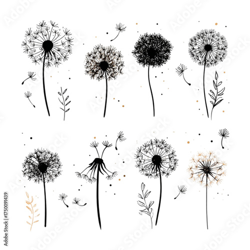 Set of hand drawn dandelion flowers with flying seeds on a white background.