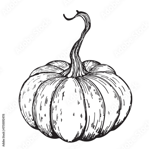 Pumpkin closeup isolated. Halloween symbol. Design template, stock vector illustration. Cute Pumpkins or ghost. Vector autumn holidays illustration.
