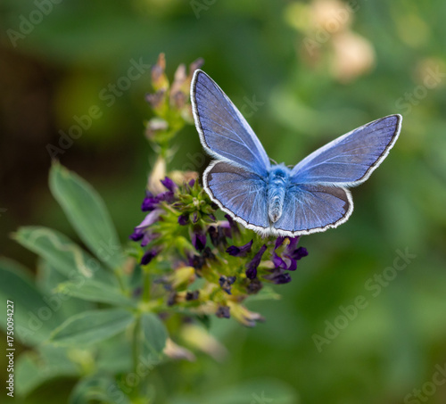 male common blue butterfly polyommatus icarus on medicago blossom in summer meadow
