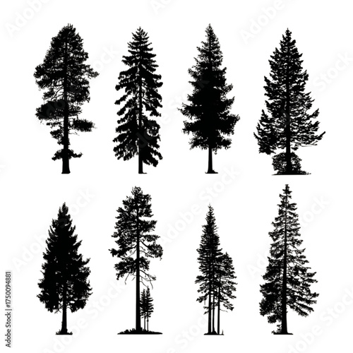 Collection of eight black conifer tree silhouettes isolated on white.