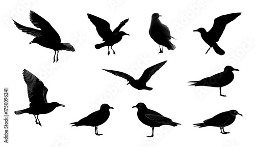 A diverse set of black seagull silhouettes in flight and standing positions.