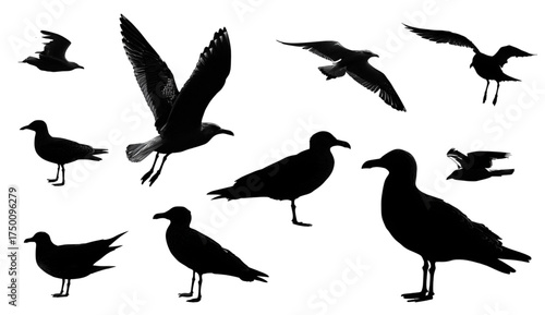 Collection of black seagull silhouettes in various poses.