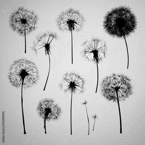 A beautiful collection of black and white dandelion silhouettes.