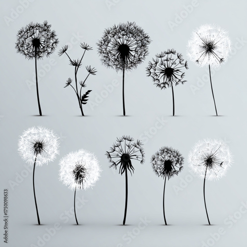 Artistic set of monochrome dandelion flower illustrations.