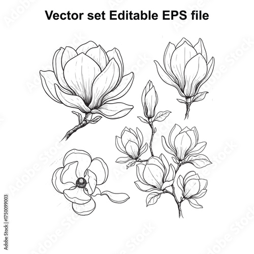 Vector art of collection of five delicate magnolia flower illustrations in black and white line art, , featuring buds and blooming petals, ideal for botanical art and spring themes