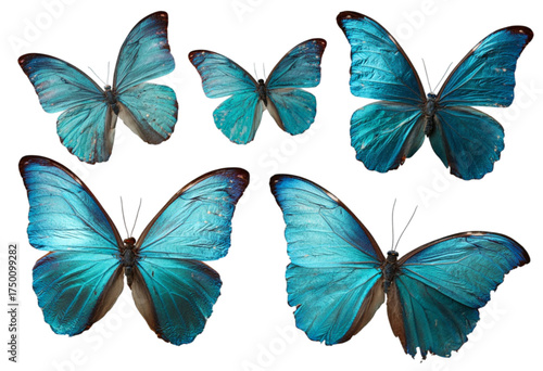A beautiful collection of five blue morpho butterflies isolated on a white background.