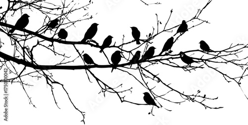 A flock of birds silhouetted on a bare tree branch.