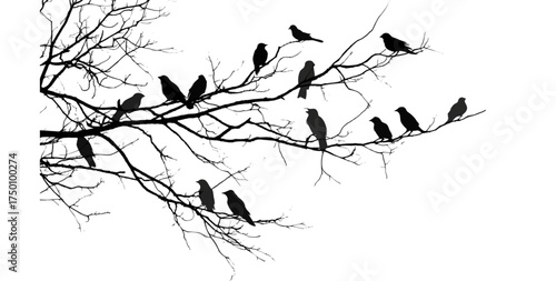 A flock of birds perched on a bare tree branch silhouette.