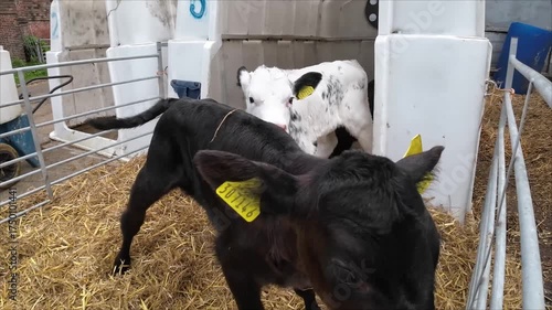 Calf Looking Through Metal Bars