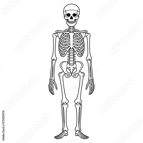 Human Skeleton Anatomy Black and White Illustration Anatomical Structure of the Human Body Bone Structure and Articulation Science and Biology Illustration