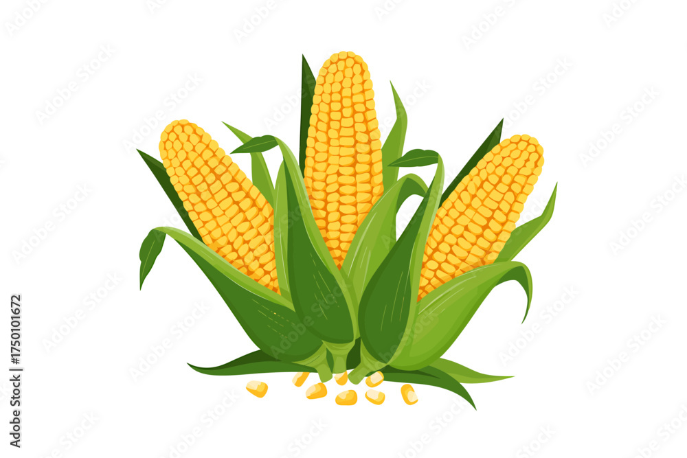 Obraz premium Fresh Corn on the Cob with Green Leaves Isolated on White Background Representing Healthy Eating and Agriculture