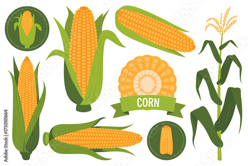 Illustration of Fresh Corn Cobs and Corn Plant with Green Leaves and Banner Design Elements for Healthy Eating and Farm Fresh Produce
