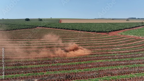 Tractor between rows of freshly pruned coffee trees
