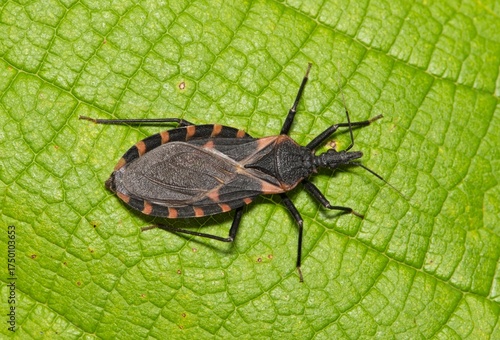 Eastern Bloodsucking Conenose Kissing Bug Triatoma sanguisuga Chagas disease carrier on leaf.	