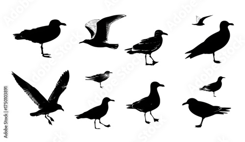 Set of isolated black seagull bird silhouettes in various poses.