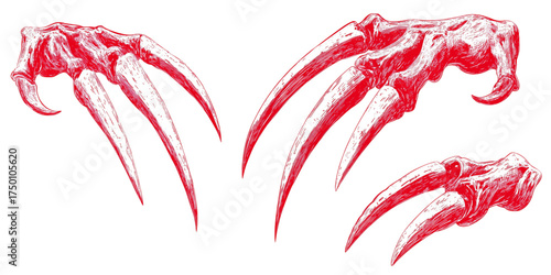 Anatomical illustration of sharp predatory animal claws set.
